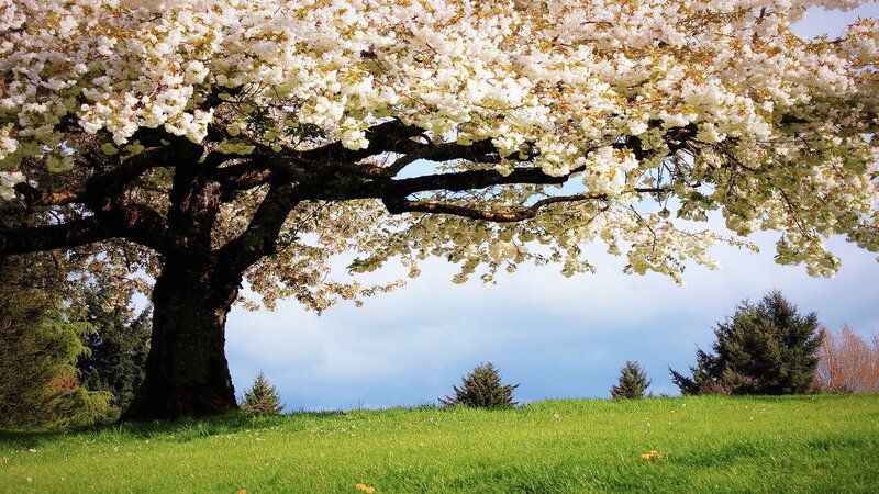 Cherry Blossom Tree — Green, Serene, Spring, Photograph, Grass, Sky
