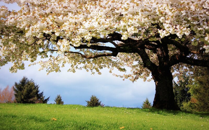 Cherry Blossom Tree — Green, Serene, Spring, Photograph, Grass, Sky, Trees