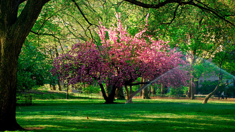 Cherry Blossom Tree — Green, Serene, Spring, Photograph, Grass, Sprinkler