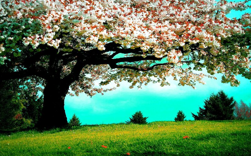 Cherry Blossom Tree — Green, Serene, Spring, Photograph, Grass