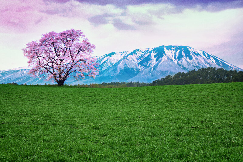 Cherry Blossom Tree — Green, Serene, Spring, Photograph, Mountain, Field