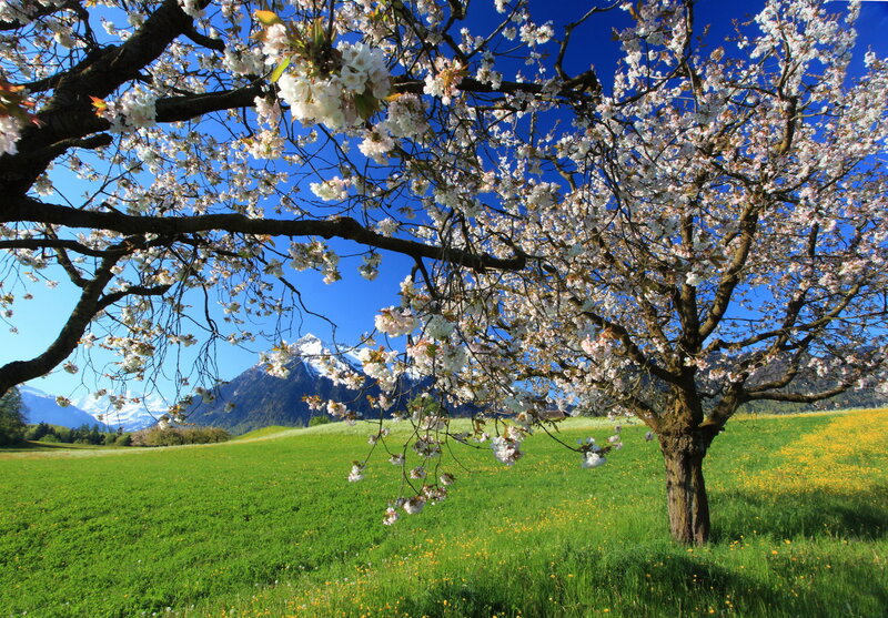 Cherry Blossom Tree — Green, Serene, Spring, Photograph, Mountain