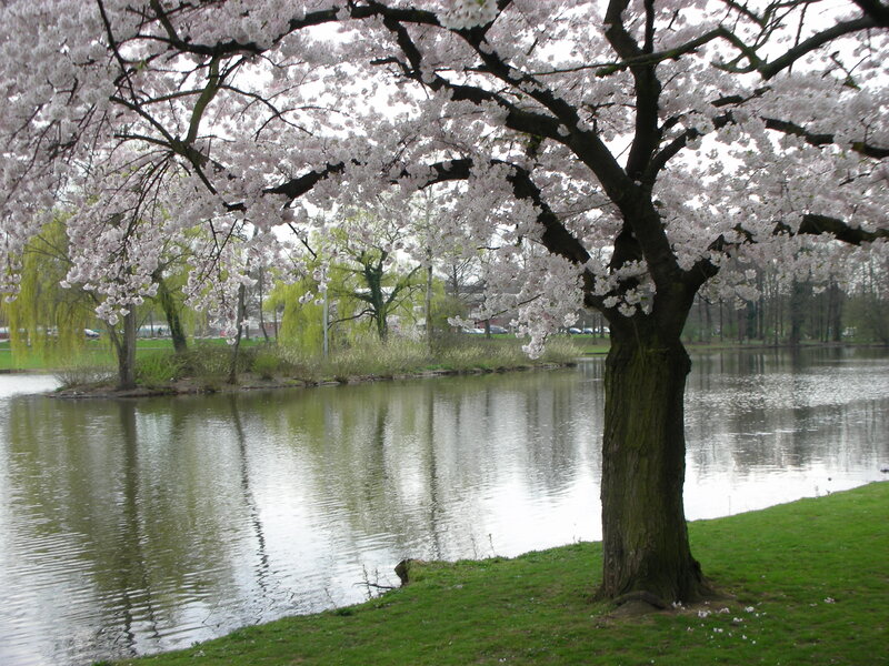 Cherry Blossom Tree — Green, Serene, Spring, Photograph, Pond