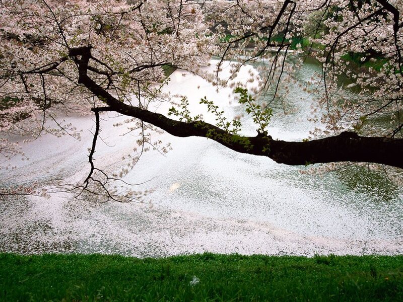 Cherry Blossom Tree — Green, Serene, Spring, Photograph, River