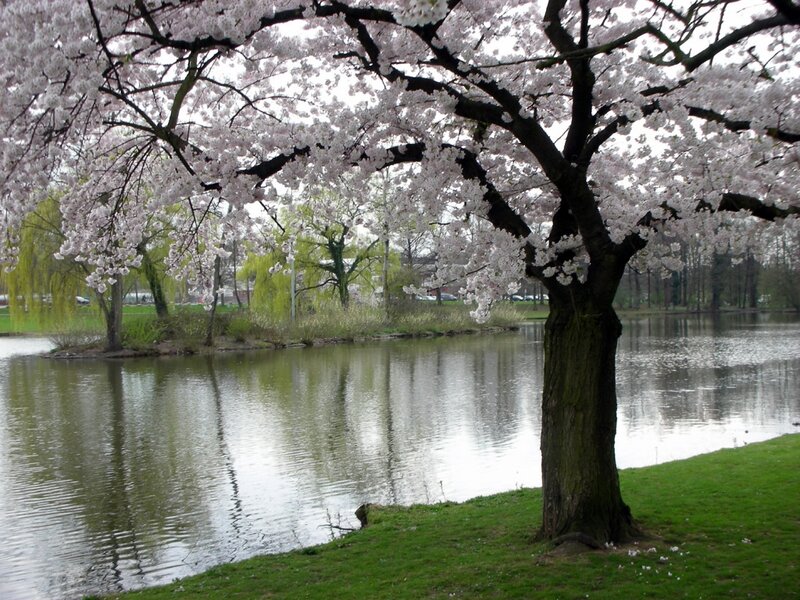Cherry Blossom Tree — Green, Serene, Spring, Photograph