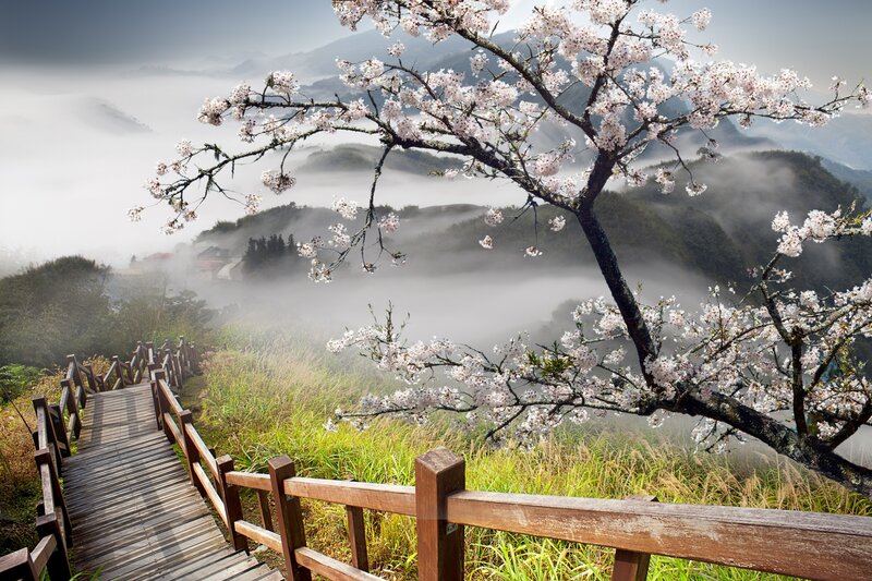 Cherry Blossom Tree — Green, Serene, Spring, Photograph, Wooden Walkway, Mountains