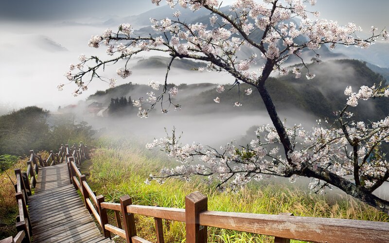 Cherry Blossom Tree — Green, Serene, Spring, Photograph, Wooden Walkway