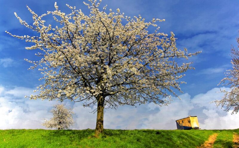 Cherry Blossom Tree — Green, Serene, Spring