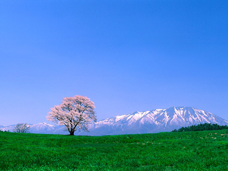 Cherry blossom tree in a green field
