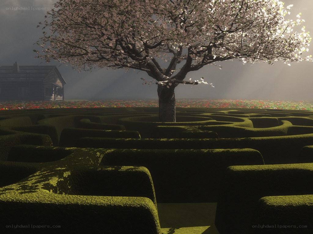 Cherry blossom tree in a maze
