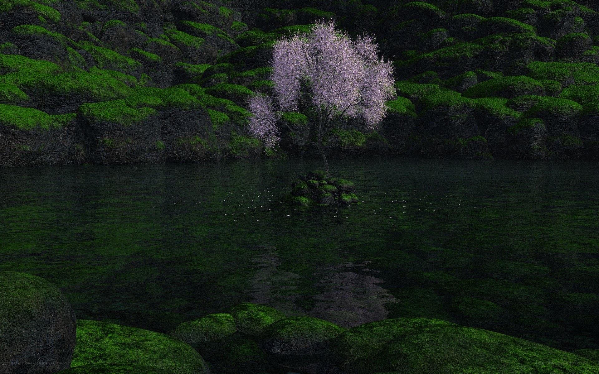Cherry blossom tree in a serene pond