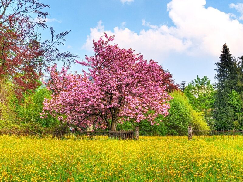 Cherry blossom tree in a yellow field