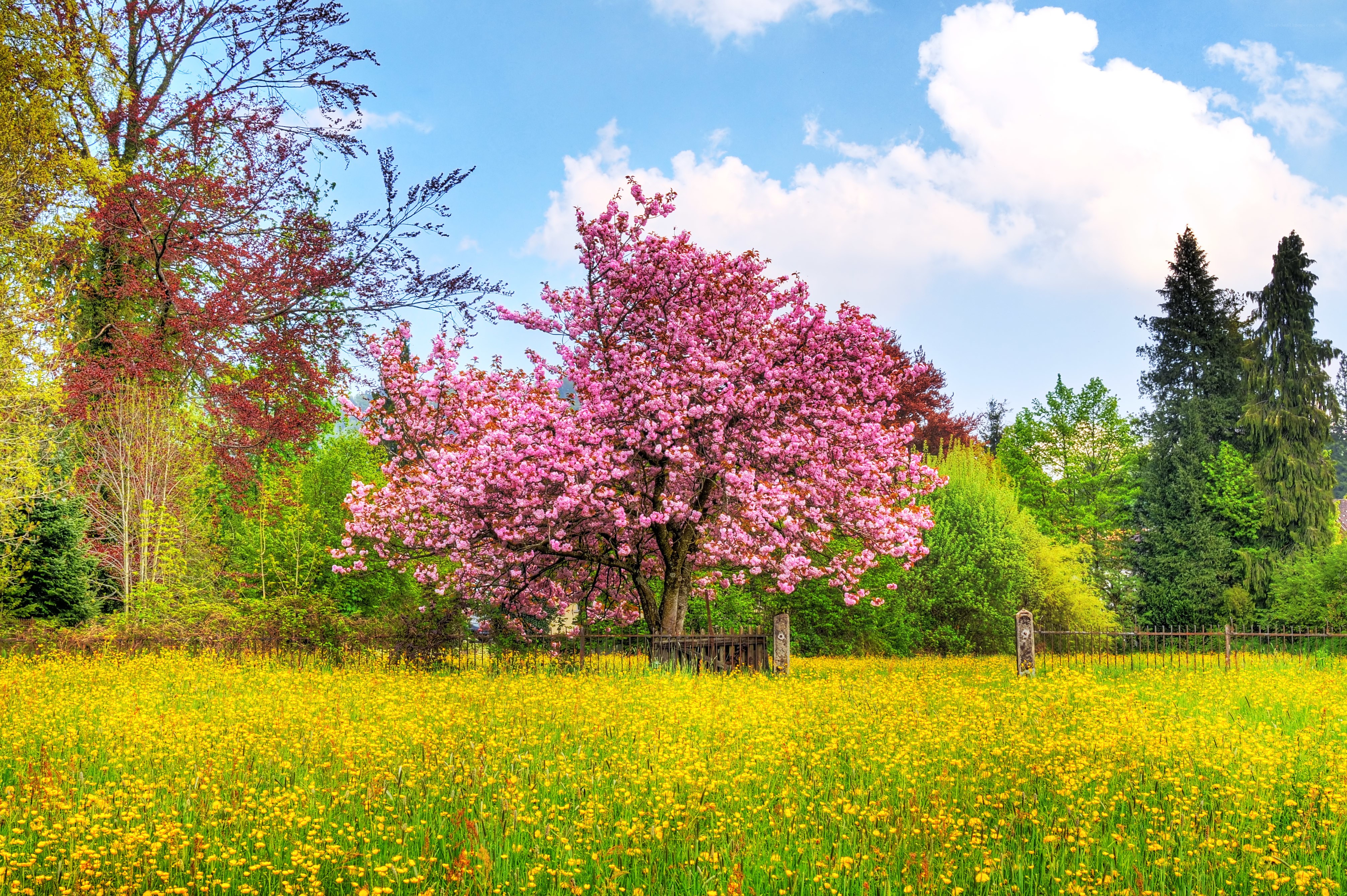 Cherry blossom tree in a yellow field