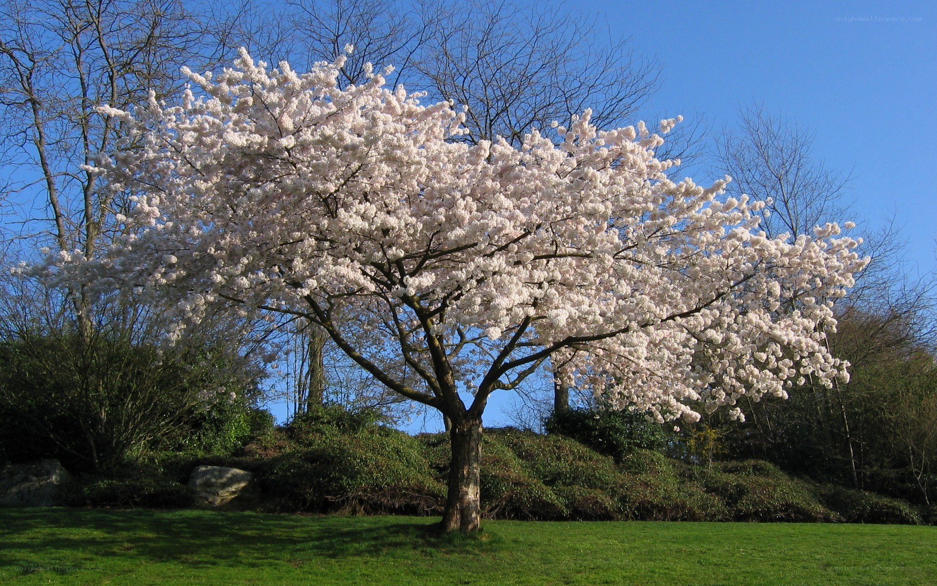 Cherry blossom tree in bloom