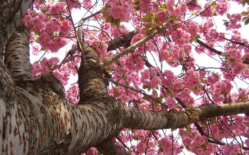 cherry blossom tree in bloom