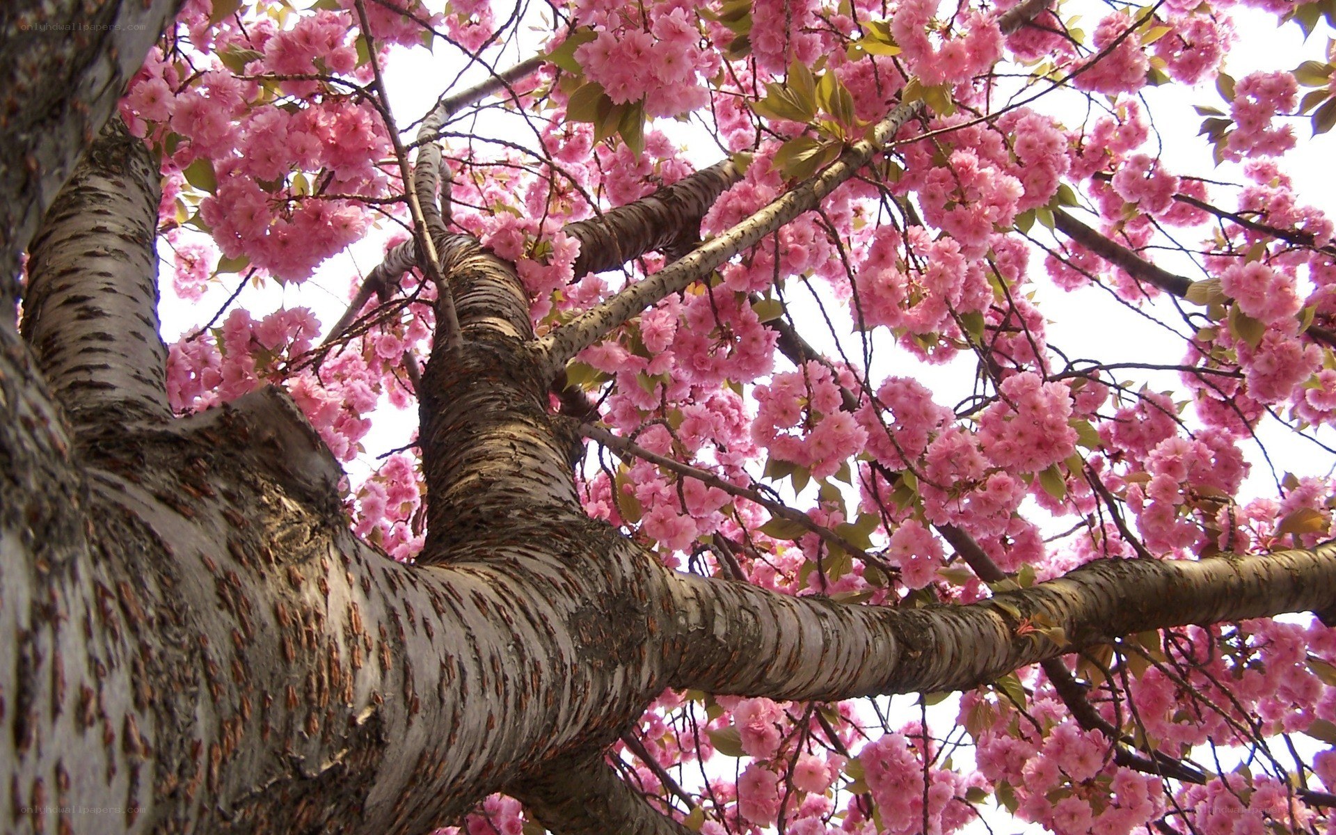 cherry blossom tree in bloom