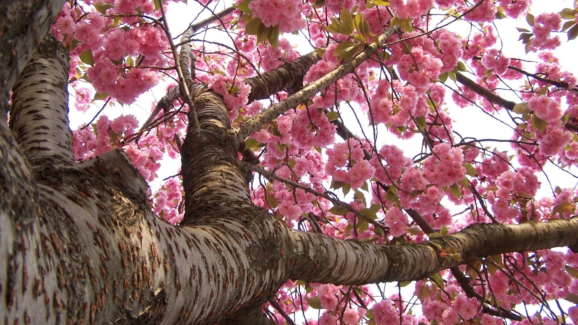 cherry blossom tree in bloom