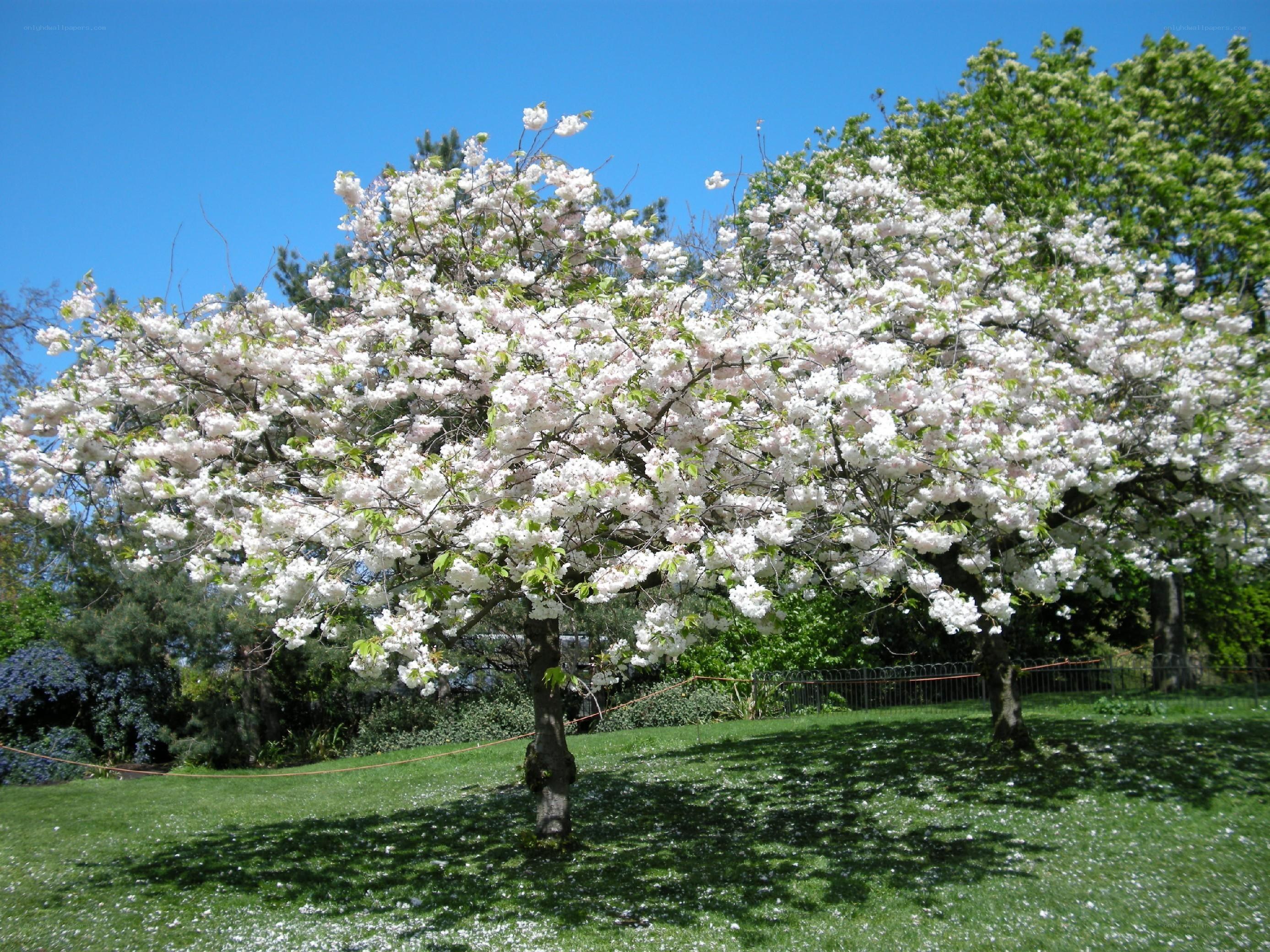 Cherry blossom tree in bloom