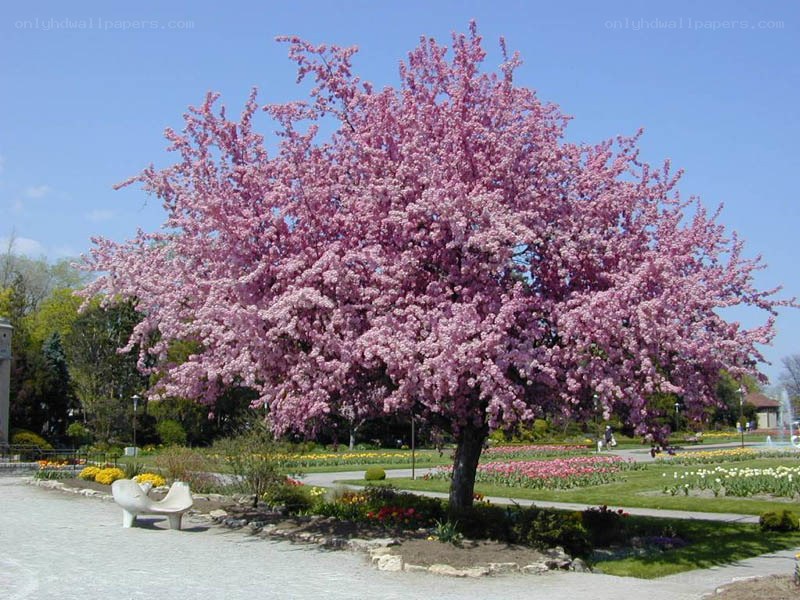 cherry blossom tree in bloom