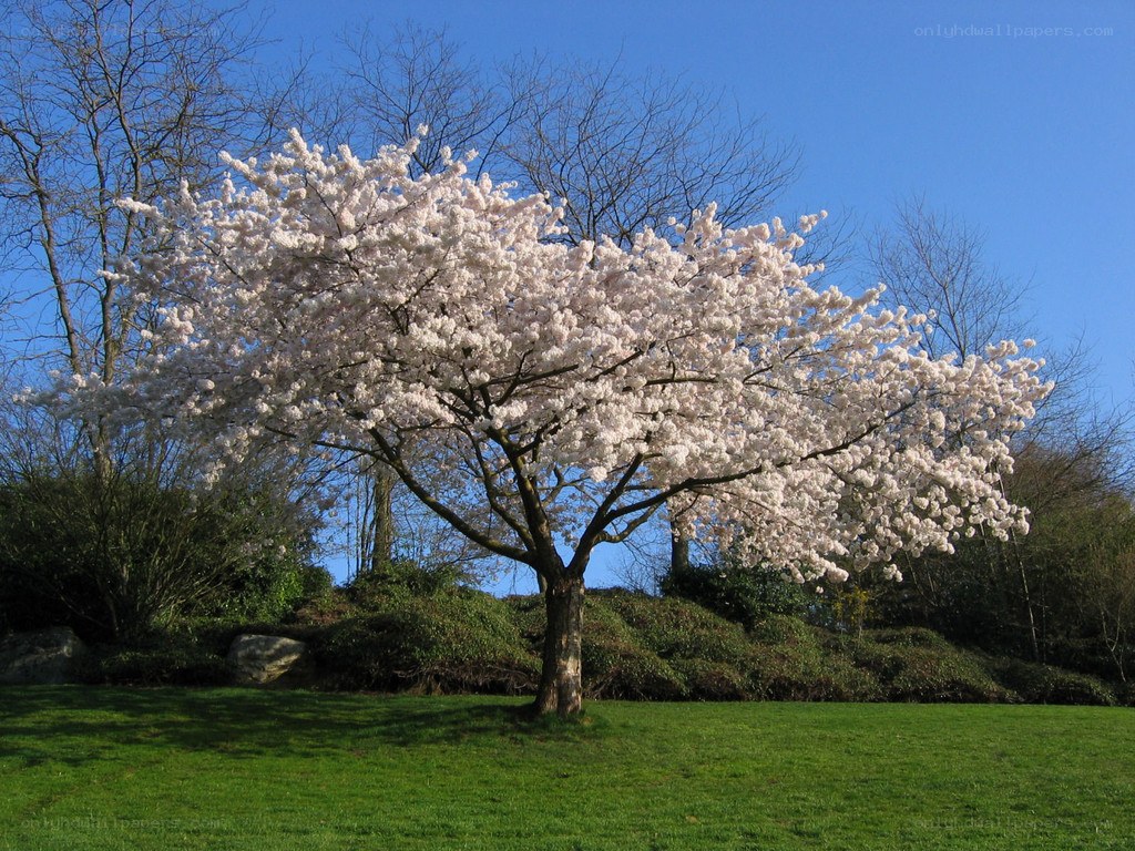 Cherry blossom tree in bloom