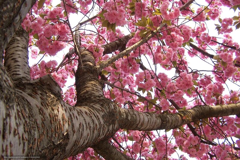 Cherry blossom tree in bloom