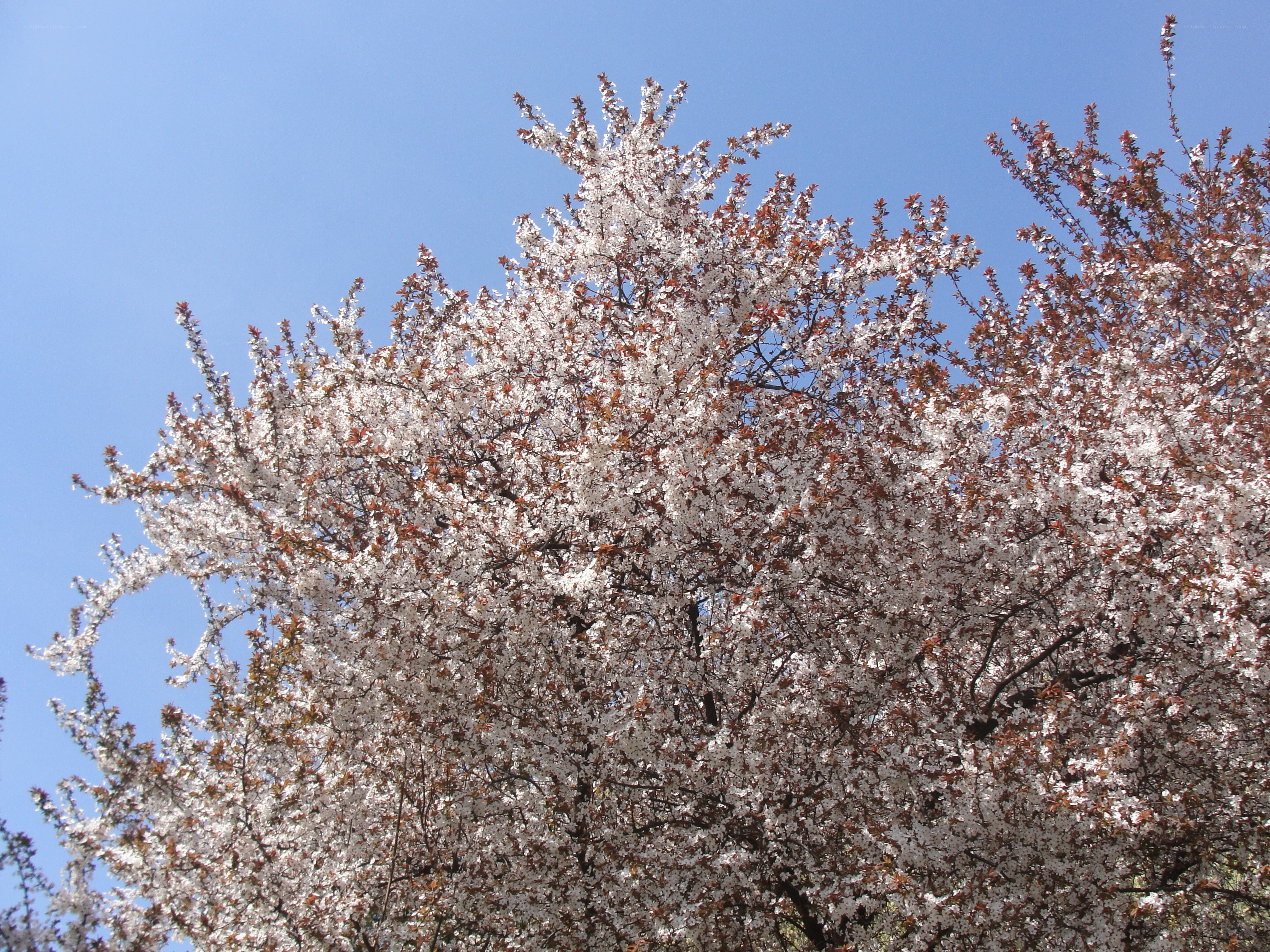 cherry blossom tree in bloom