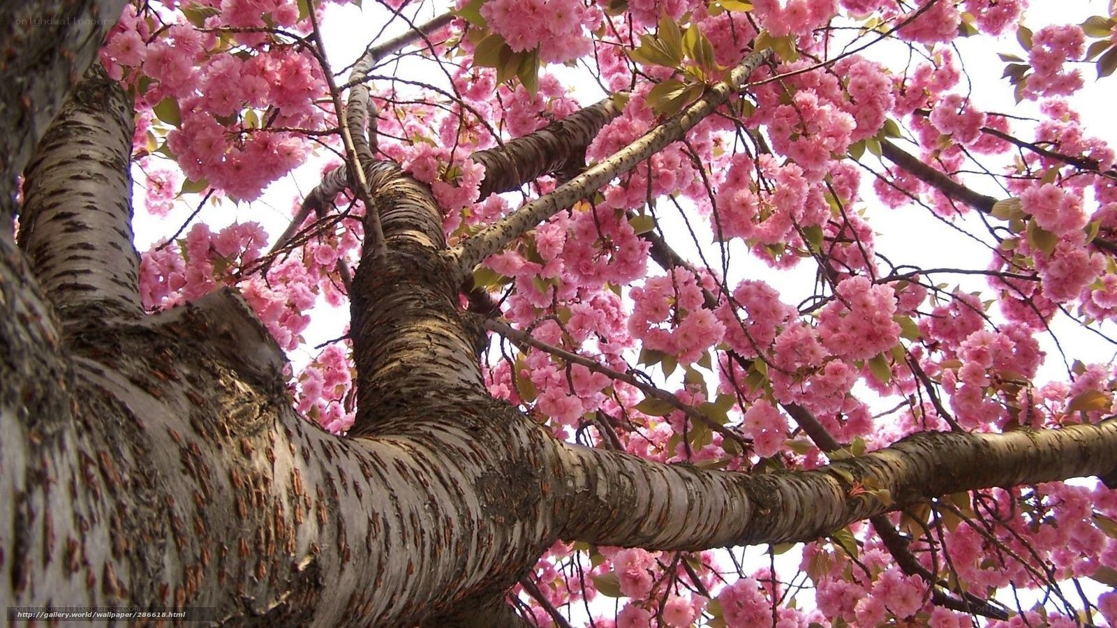Cherry blossom tree in bloom