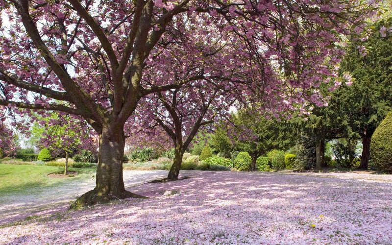 Cherry blossom tree in bloom