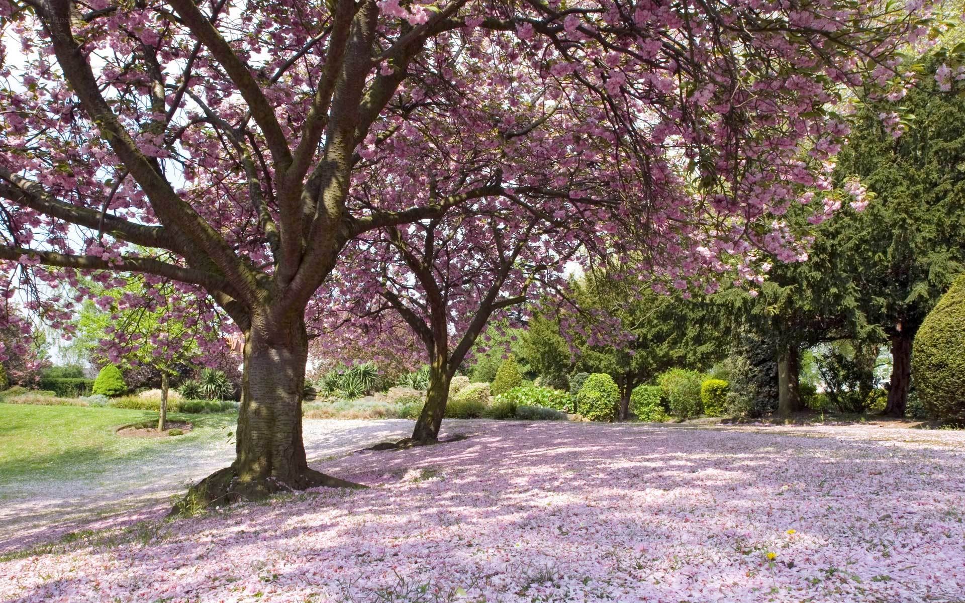 Cherry blossom tree in bloom