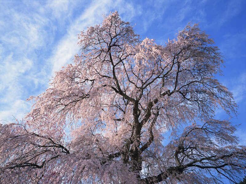 Cherry blossom tree in bloom
