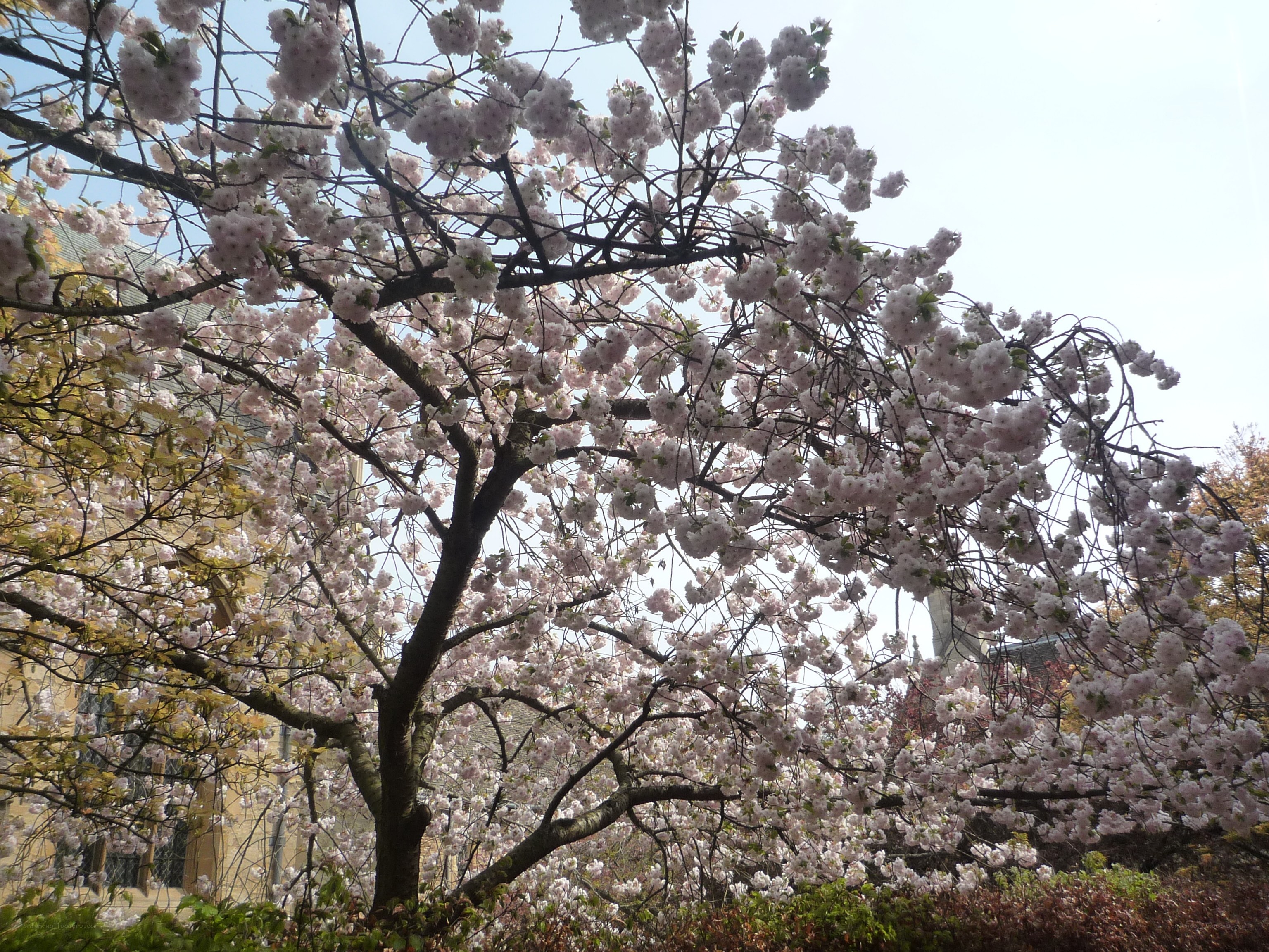 Cherry blossom tree in bloom