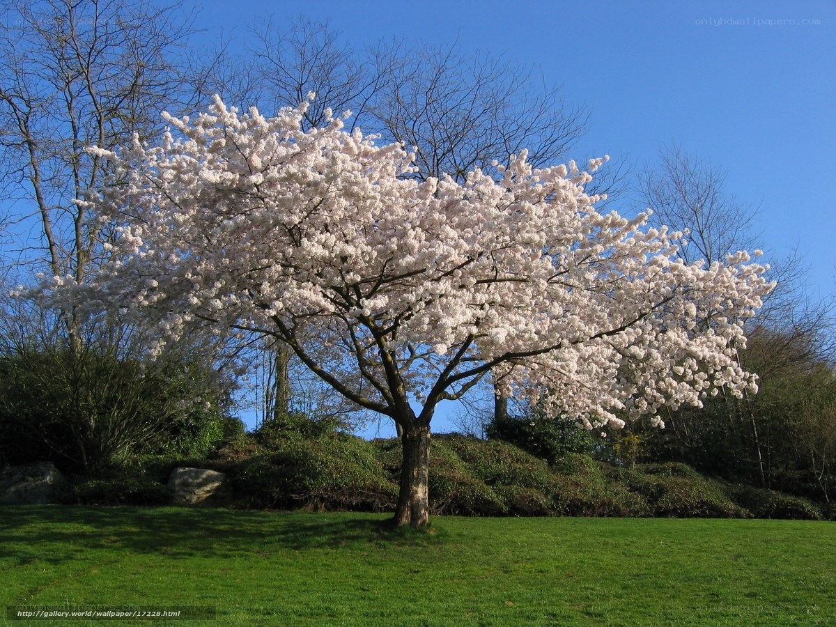 Cherry blossom tree in bloom