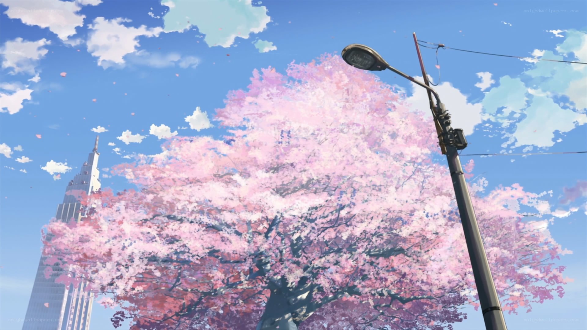 Cherry blossom tree in city