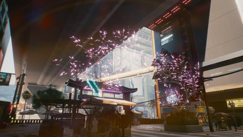 Cherry Blossom Tree in City — Pink