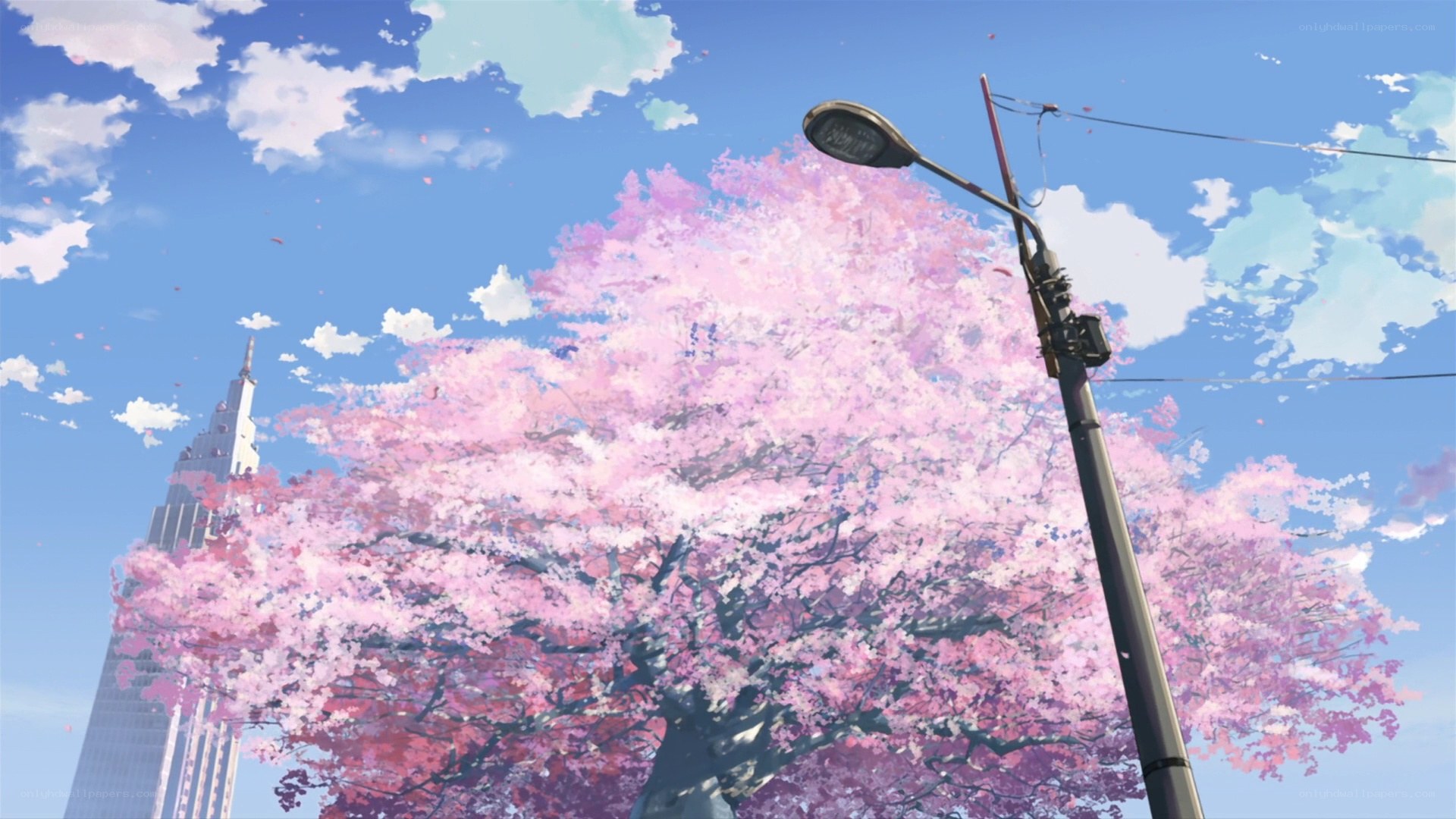 Cherry blossom tree in city