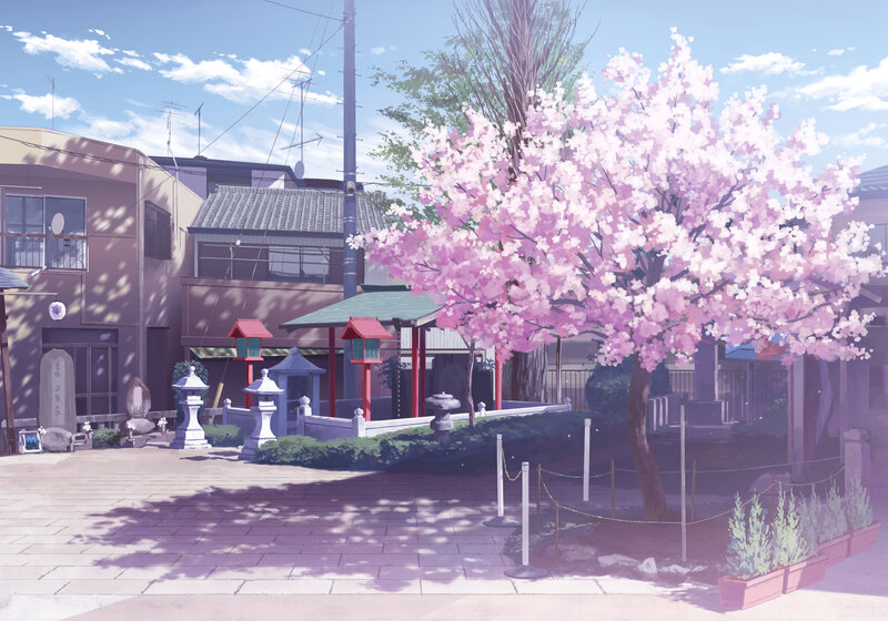Cherry Blossom Tree in Courtyard — Pink
