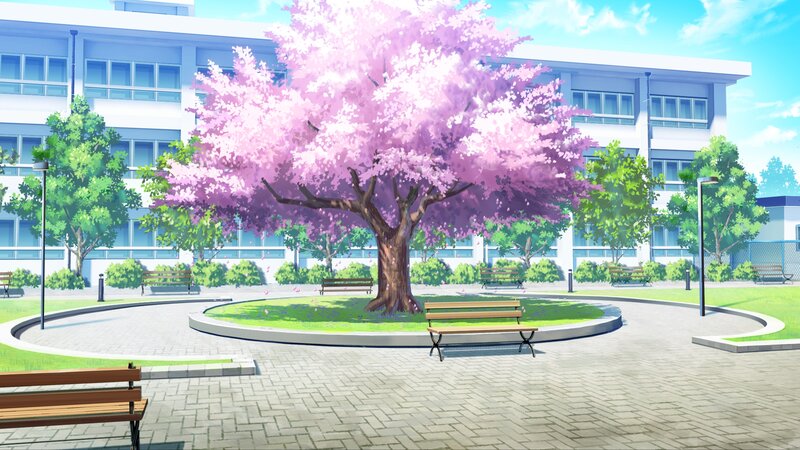 Cherry Blossom Tree in Courtyard