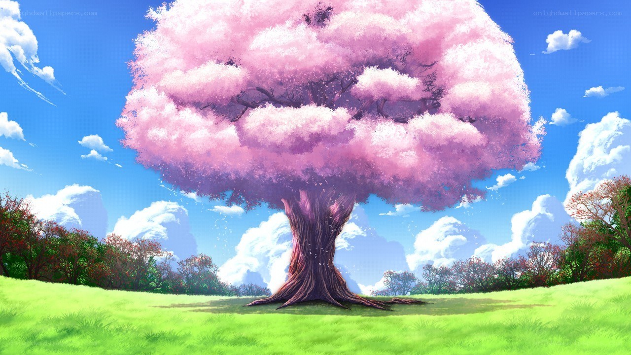 Cherry blossom tree in field