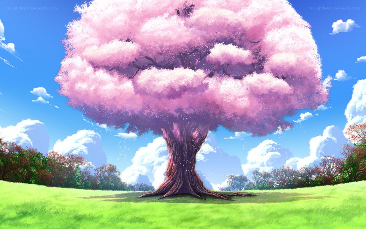 Cherry blossom tree in field
