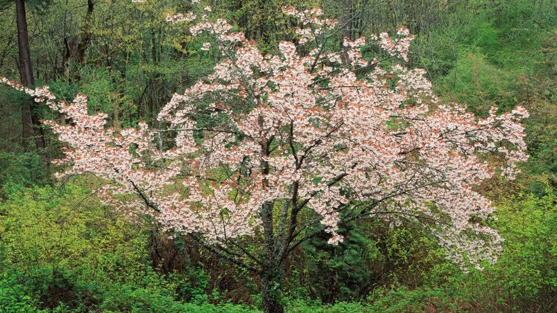 Cherry blossom tree in forest