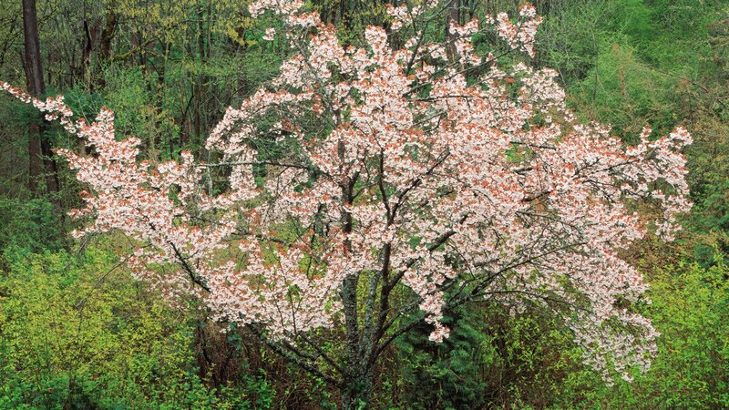 cherry blossom tree in forest
