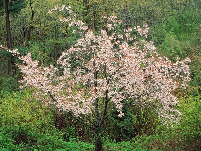 Cherry blossom tree in forest