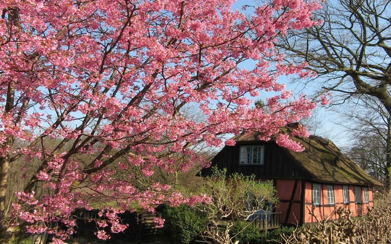 Cherry blossom tree in front of cottage