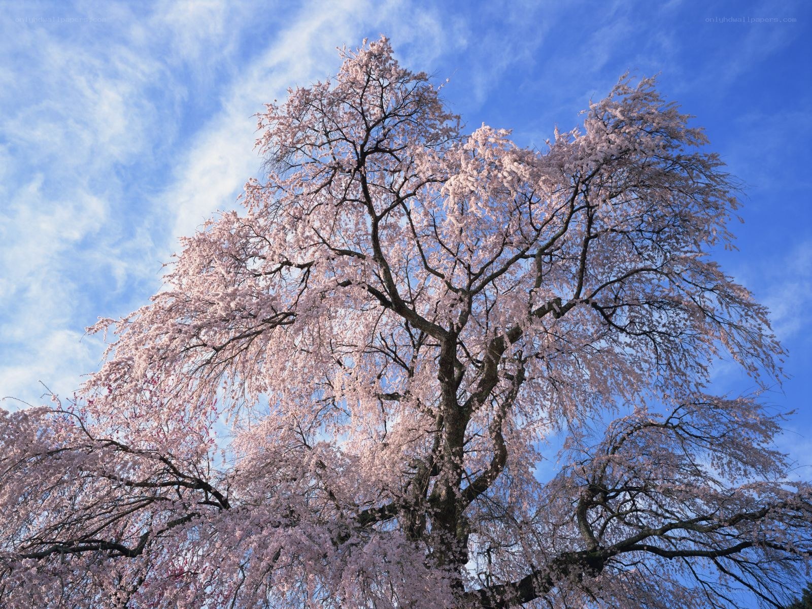 Cherry blossom tree in full bloom
