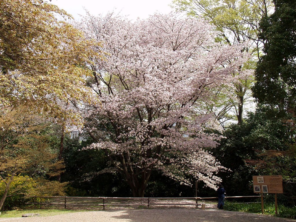 Cherry blossom tree in full bloom