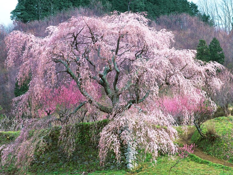 Cherry blossom tree in full bloom