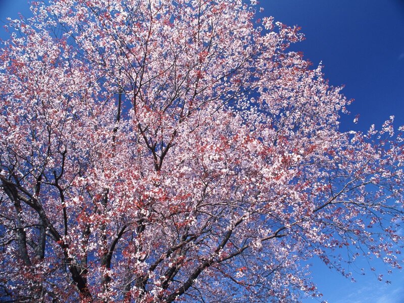 Cherry blossom tree in full bloom