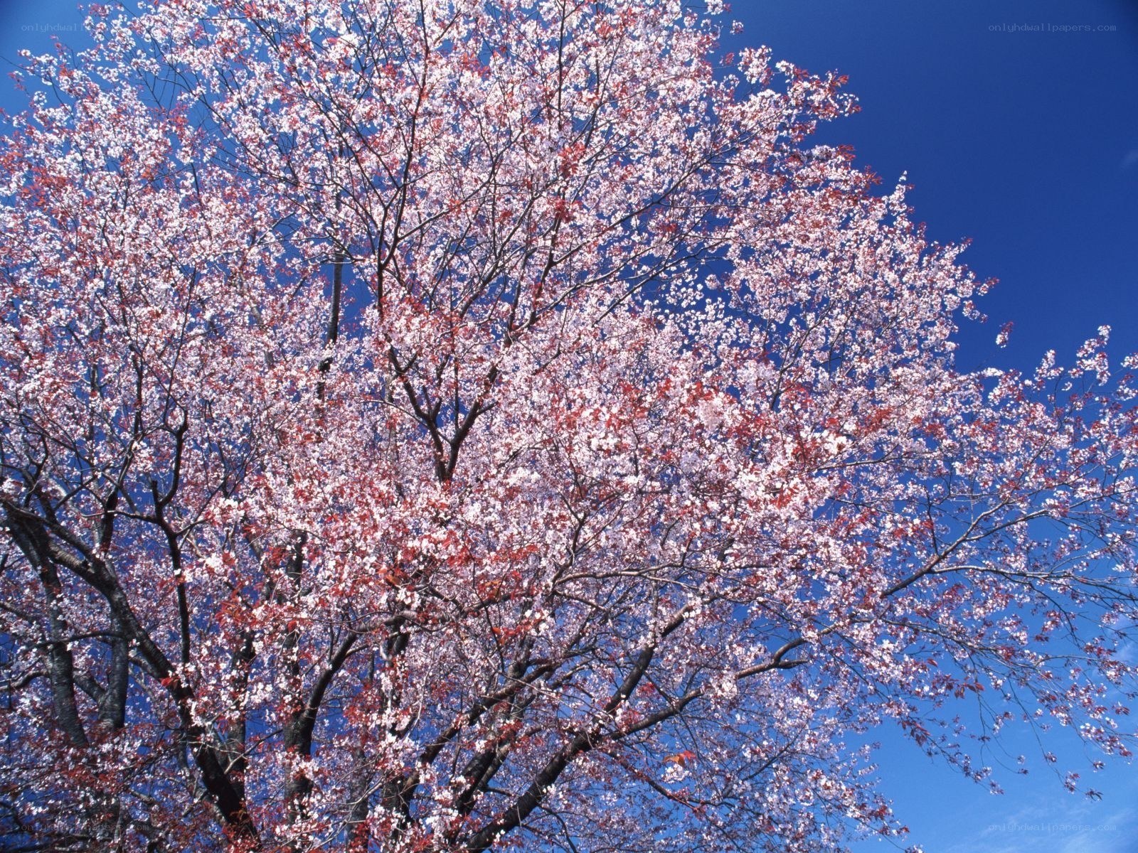 Cherry blossom tree in full bloom