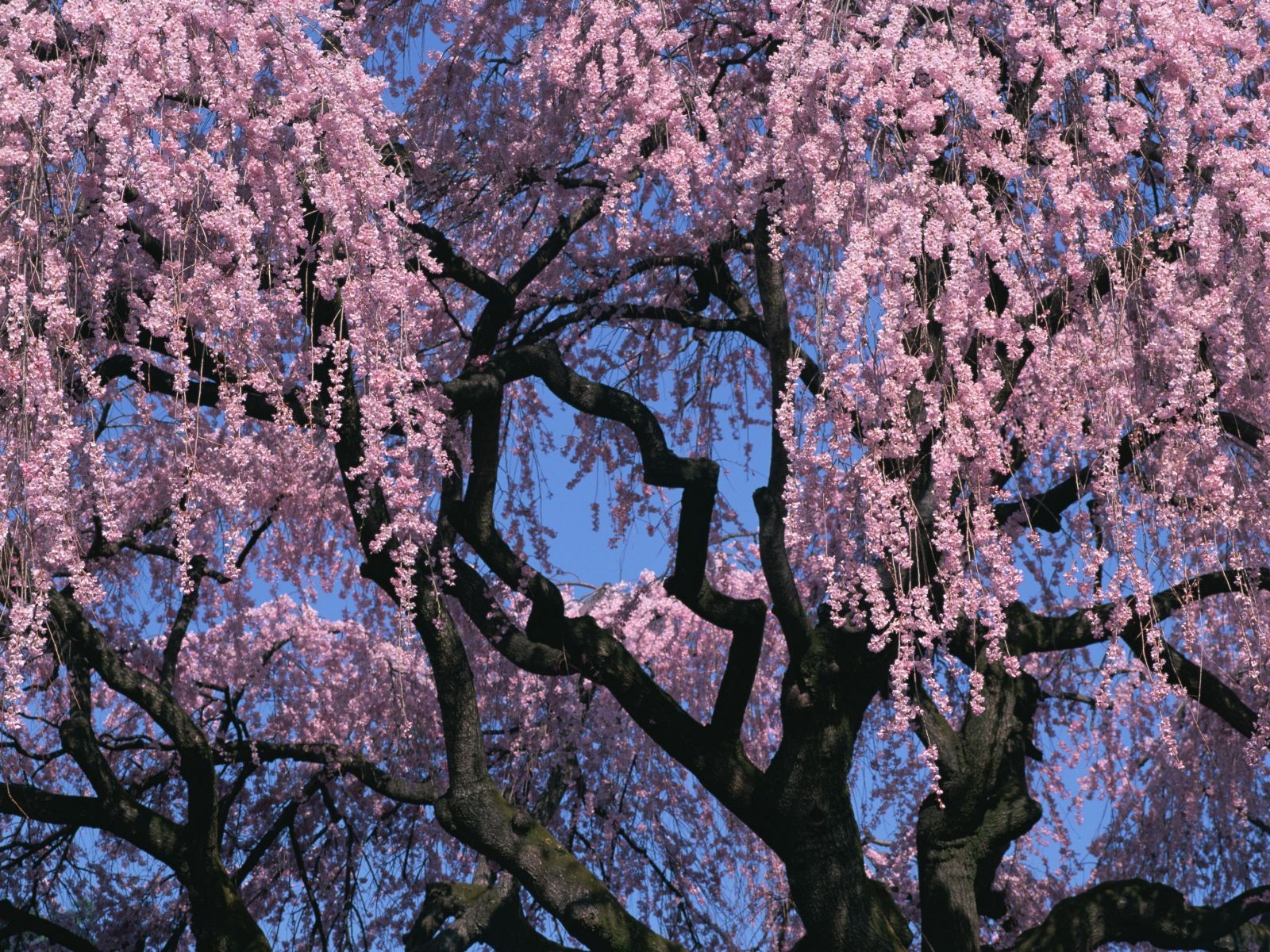 Cherry blossom tree in full bloom