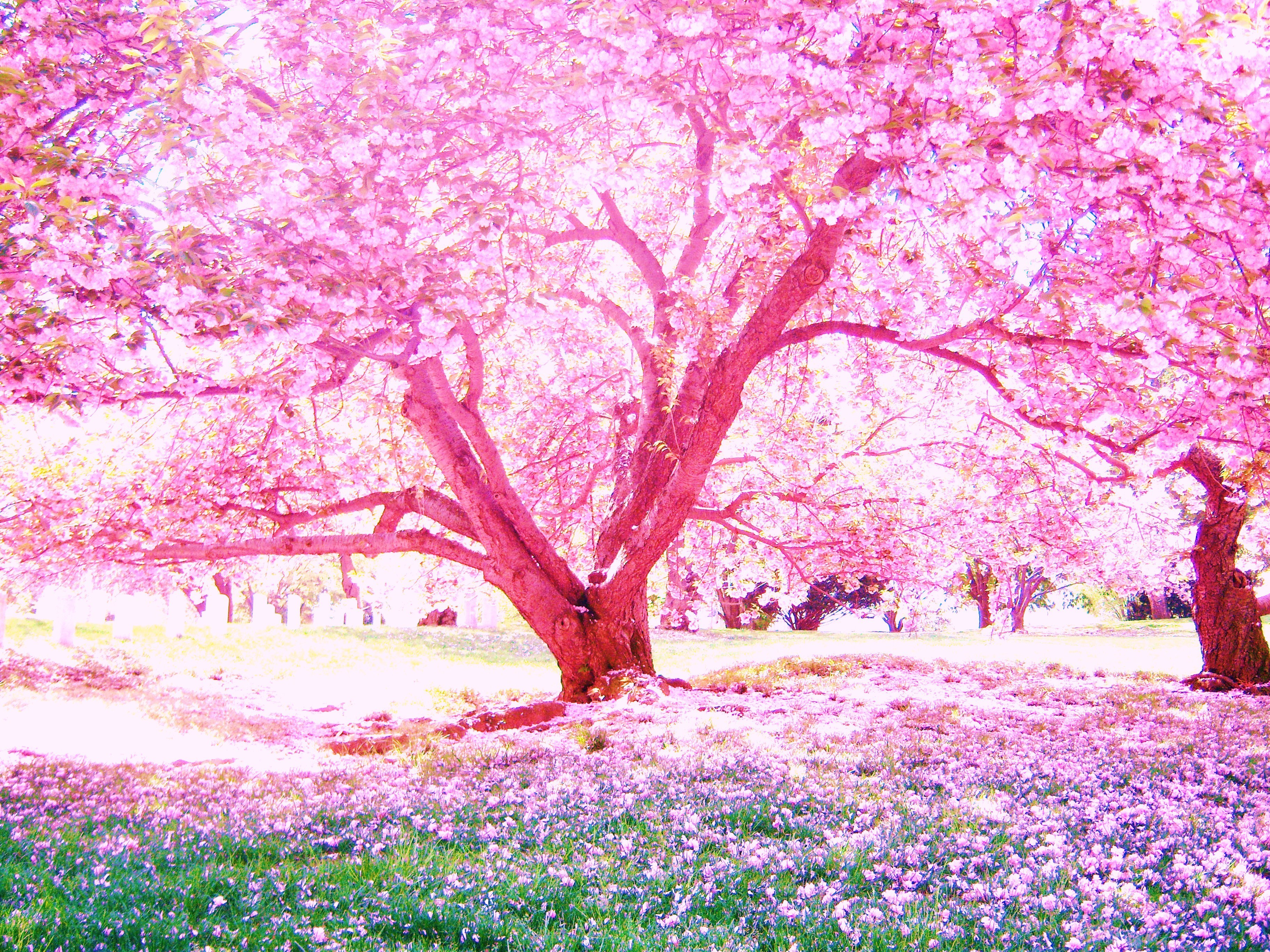 Cherry blossom tree in full bloom